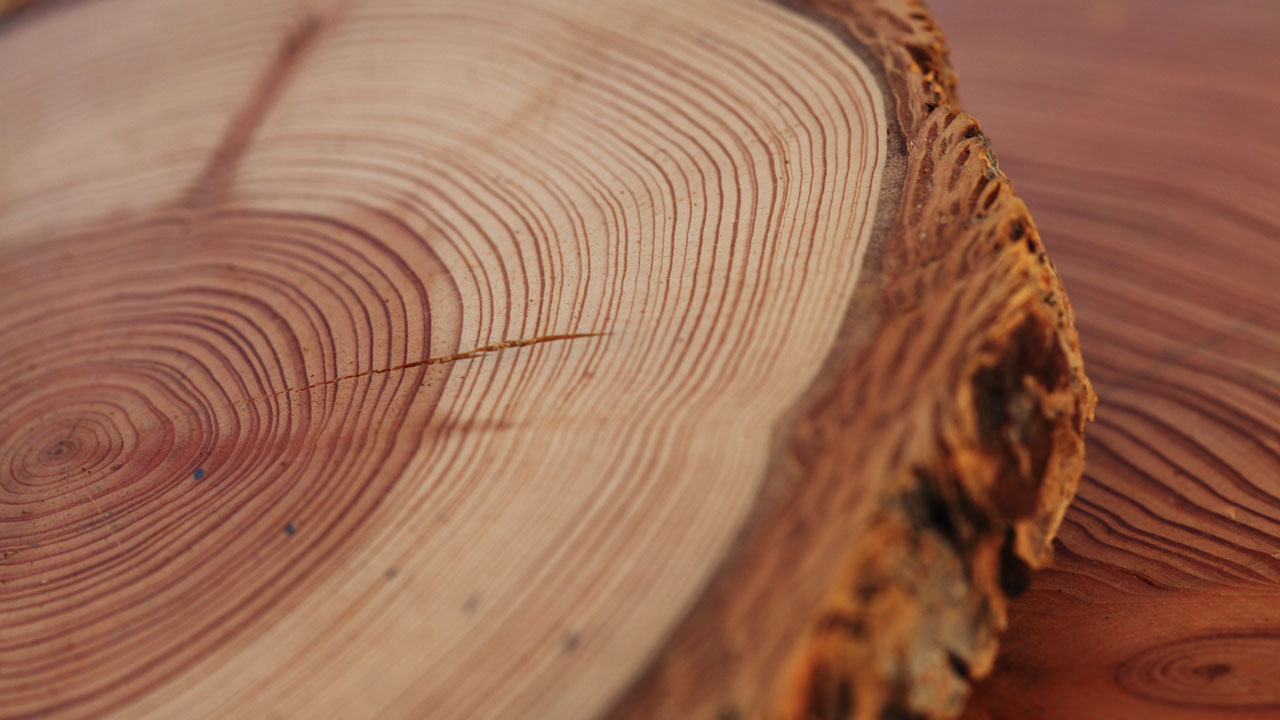 Tree rings can help historians trace ancient events