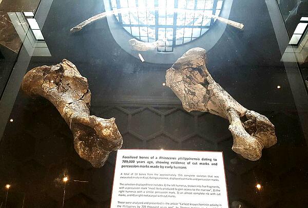 Animal remains of Rizal